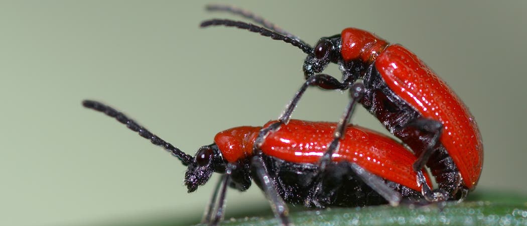 Zwei Käfer im Akt der Fortpflanzung