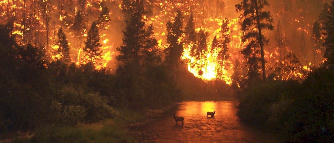 Waldbrand in Montana