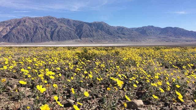 Blühendes Death Valley