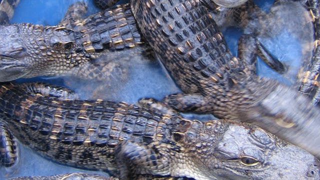 Junge Alligatoren 