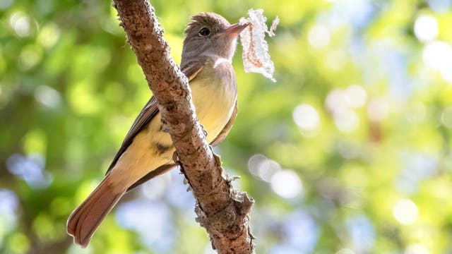 Ein grauer Vogel mit heller Unterseite sitzt auf einem Ast und hält eine helle, leere Schlangenhaut im Schnabel. Der Hintergrund ist verschwommen grün mit einzelnen blauen Flecken des Himmels