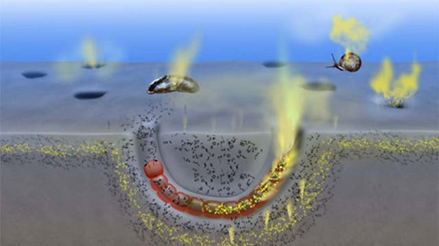 Lachgasproduktion im Sediment