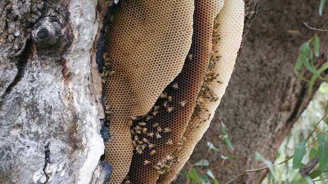 Wildbienenstock: Mehrfachpaarungen üblich