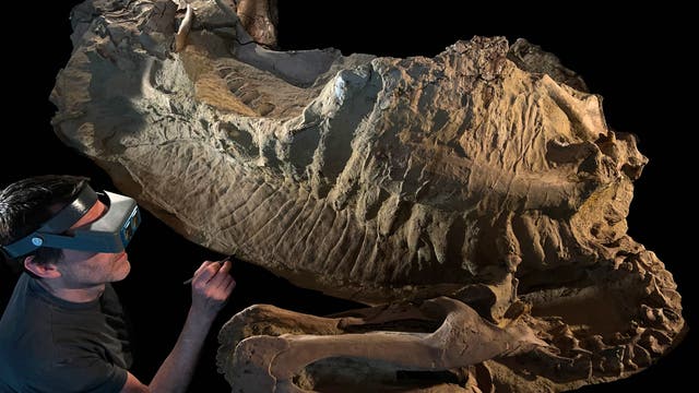 Eine Person mit einer Vergrößerungsbrille untersucht ein großes Fossil, das auf einem dunklen Hintergrund liegt. Das Fossil zeigt detaillierte Strukturen und Texturen, die auf eine prähistorische Kreatur hindeuten. Die Person verwendet ein Werkzeug, um das Fossil sorgfältig zu analysieren.