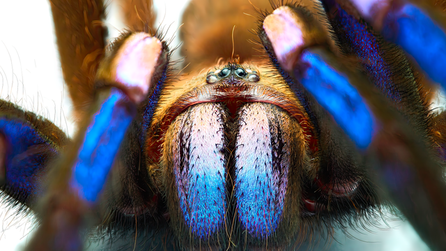 Nahaufnahme der Vorderseite einer Vogelspinne namens Chilobrachys natanicharum. Sie besitzt blaue Beine und einen braunen Körper.