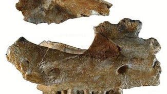 Fossilreste von <i>Eritherium&nbsp;azzouzorum</i>