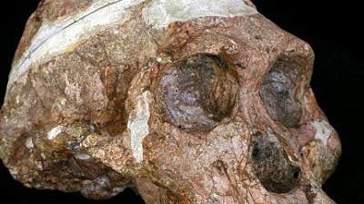 <i>Australopithecus africanus</i>