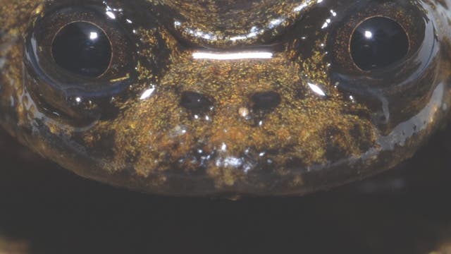 Frosch ohne Lunge: <i>Barbourula kalimantanensis</i>