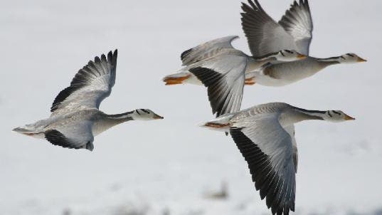 Streifengänse im Flug