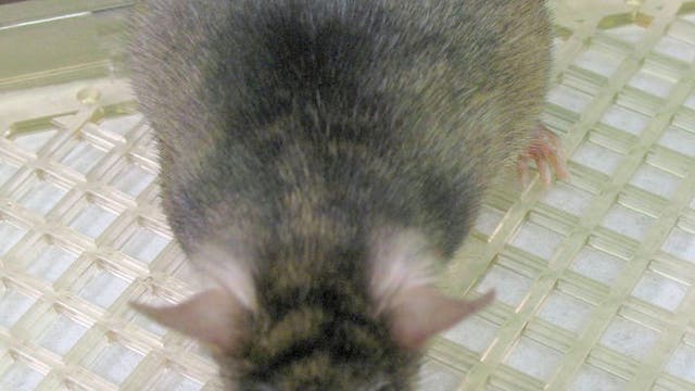 Maus mit Sichelzellenanämie
