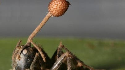 Pilz wächst aus Ameise