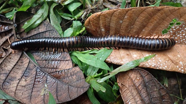 Ein großer, dunkelbrauner Tausendfüßer sitzt auf hellbraunen Blättern auf dem Boden im madagassischen Regenwald. Ein Teil seiner zahlreichen Beine sind sichtbar.