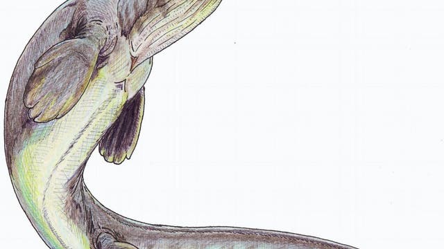 Mosasaurier <i>Platypterygius kiprjianovi</i>