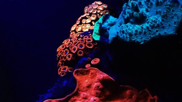 Leuchtende Korallen im Roten Meer