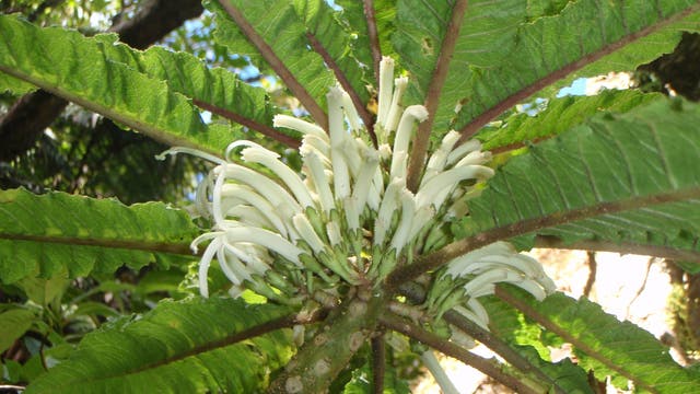Cyanea heluensis - die vielleicht seltenste Pflanze der Erde