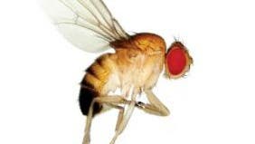 <i>Drosophila melanogaster</i>