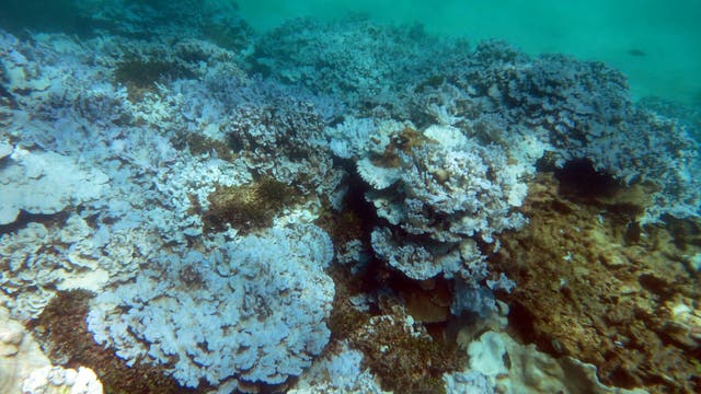 Korallenbleiche vor der Küste Hawaiis, August 2014
