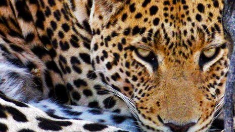 Leopardenmuster: Tarnt am besten im Wald