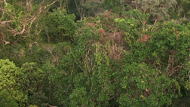 Amazonas-Regenwald bei Manaus, Brasilien