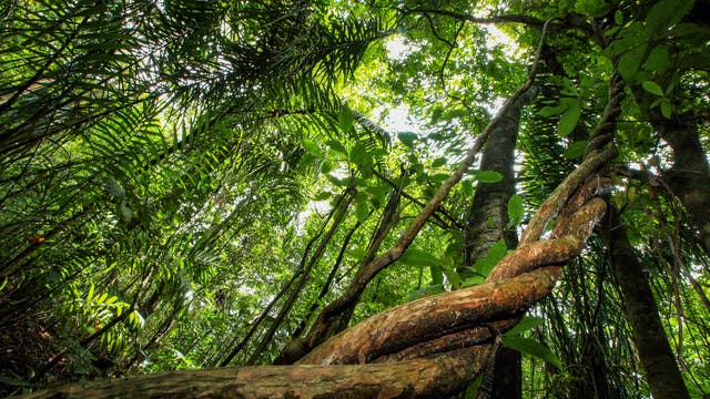 Eine Liane im panamaischen Regenwald
