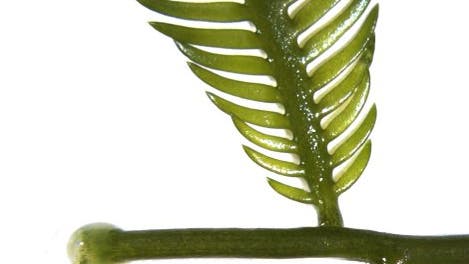 Wundverschluss der Grünalge Caulerpa taxifolia