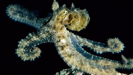 <i>Octopus aculeatus</i>