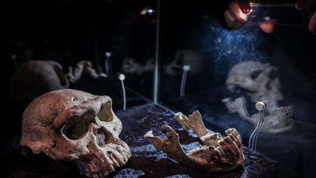 Frühe H.-erectus-Fossilien aus Georgien