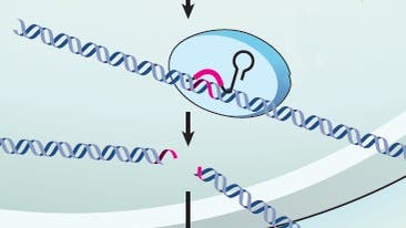 Bakterielle DNA-Abwehr