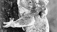 Koalamutter