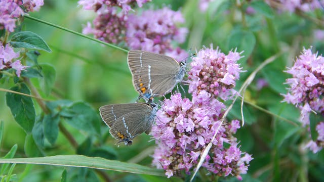 Spezialisierte Schmetterlinge sterben trotz Naturschutz aus 