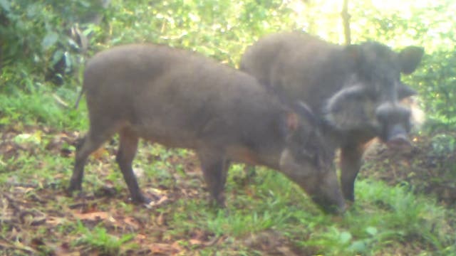 Bawean-Warzenschwein
