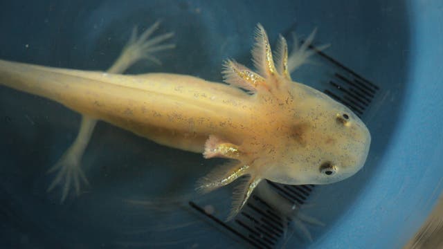 Ein Axolotl im Larvenstadium