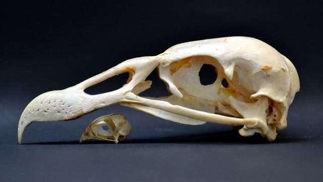 Rotkehlfälkchen und Andenkondor im Vergleich