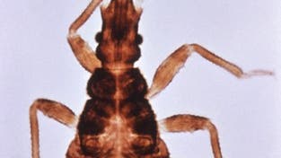 Die Raubwanze <i>Triatoma infestans</i> überträgt die Erreger der Chagas-Krankheit 