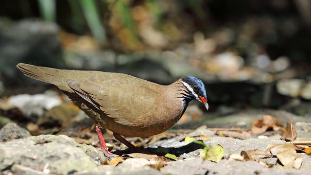 Ein Vogel mit braunem Gefieder und einem markanten blauen Kopf mit roten Akzenten sucht auf einem steinigen Boden nach Nahrung. Im Hintergrund sind unscharfe Pflanzen und Blätter zu sehen, die eine natürliche Umgebung andeuten.