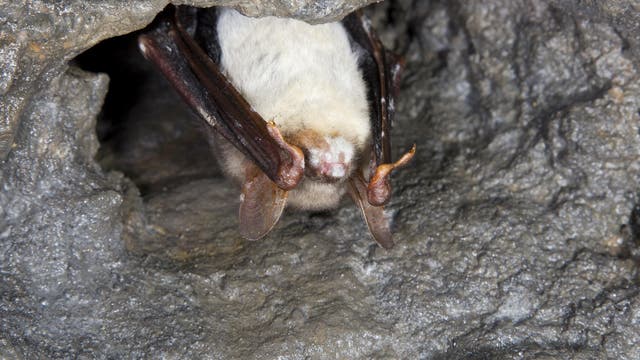 Eine Fledermaus hängt kopfüber in einer Höhle. Die Flügel sind eng an den Körper gelegt, und das Tier ruht an der felsigen Oberfläche. Im Gesicht befinden sich weiße Flecken, Zeichen einer Pilzinfektion.