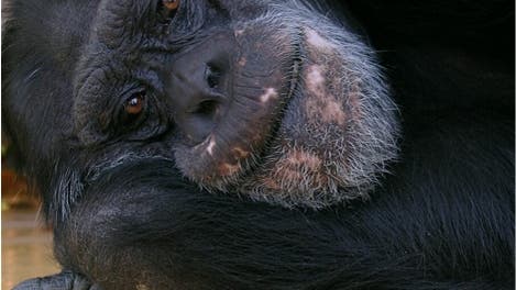 Schimpansenporträt