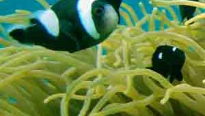 Panda-Clownfische in Seeanemone
