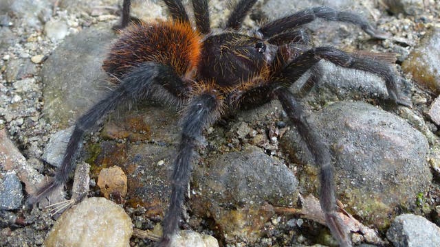 Kankuamo - eine neue Vogelspinne aus Kolumbien fasziniert mit giftigen Haarspeeren