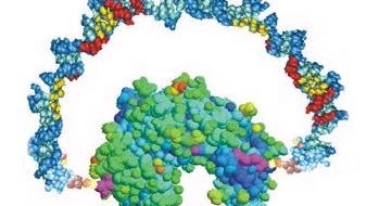 Ein DNA-Bogen kann Enzyme spannen