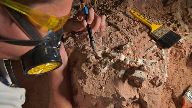 Der Paläontologe Rodrigo Temp Muller untersuchte am 2. Dezember 2019 ein Dinosaurierfossil aus der Triaszeit im CAPPA. Das Forschungszentrum für Paläontologie steht in Sao Joao do Polesine, Brasilien.