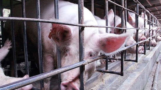 Chinesischer Schweinezuchtbetrieb