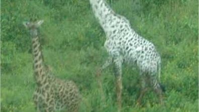 Nahhaufnahme der weißen Giraffe