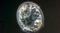 Ein fünf Tage  alter Embryo