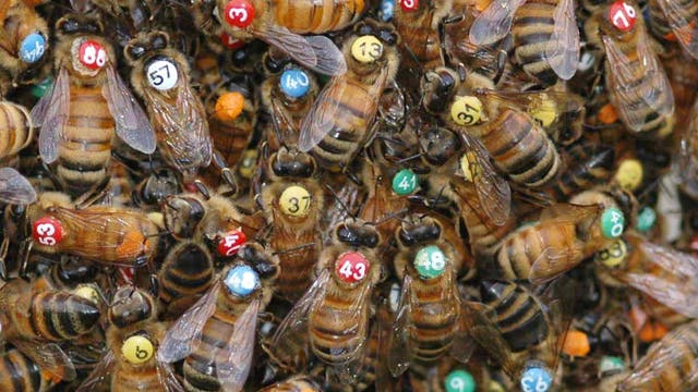 Markierte Bienen im Schwarm