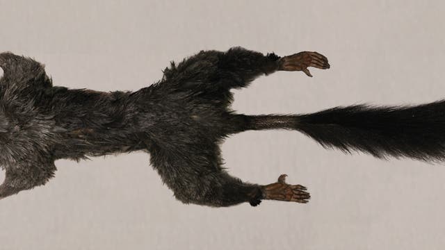 Das zweite männliche Zenkerella insignis-Exemplar, das Forscher nahe dem Dorf Urcea auf der Insel Bioko entdeckten