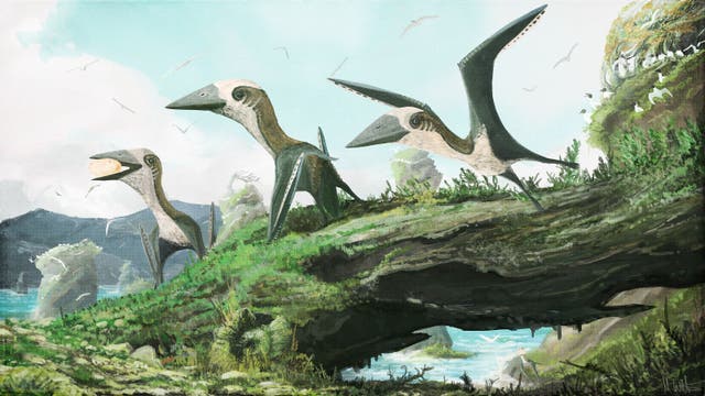 Flugsaurier aus der Gruppe der Azhdarchoidea