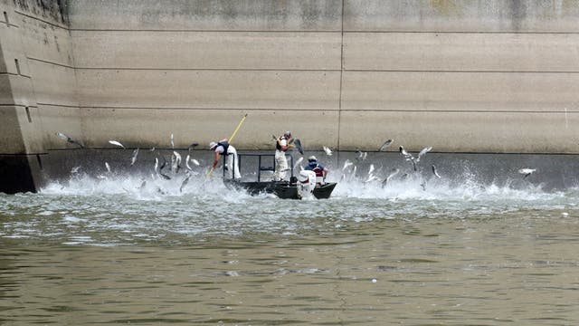 Abfischen von invasiven Karpfen