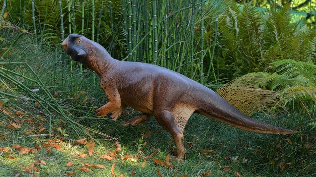 Brauner Rücken, heller Bauch, niedlicher Schnabel: So stand der Psittacosaurus im Wald