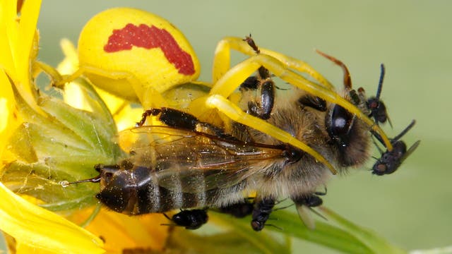 Biene in tödlicher Umklammerung
